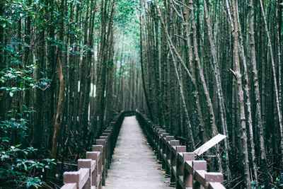Boardwalk amidst trees in forest