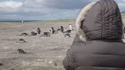 Penguin at patagônia argentina