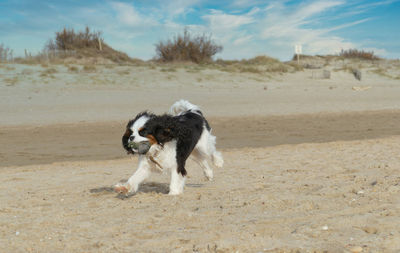 Tricolor cavalier king charles spaniel dog is running on the beach