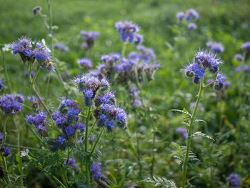 Close-up of purple flowering plants on field