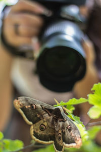 Close-up of insect