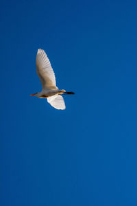 Low angle view of seagull flying