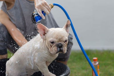 Woman bathing dog in tub at yard