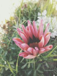 Close-up of pink flowers