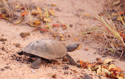 View of turtle on field