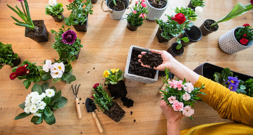 Directly above shot of woman gardening on table