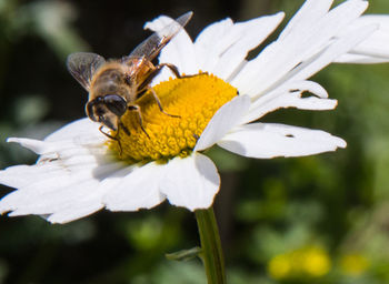 Close-up of bee pollinating on white flower