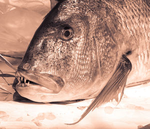 Close-up of object on wall