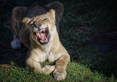 High angle view of lion yawning on grass at zoo