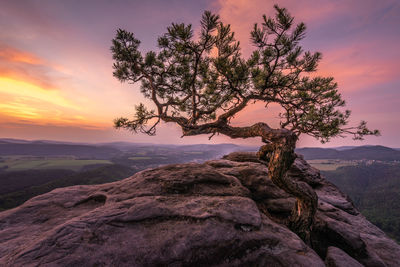 Tree on rock against sky during sunset