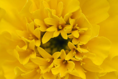 Close-up of yellow flowering plant