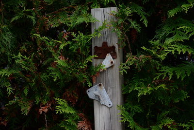 Statue against trees