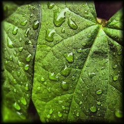 Close-up of leaves