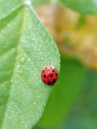 Close-up of ladybug on leaf