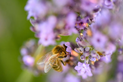 Close-up of honeybee on purple flowers
