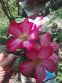 Close-up of pink flowering plants