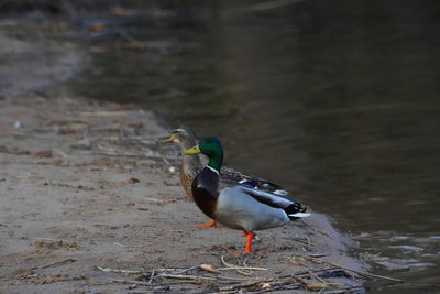 Side view of a bird on beach