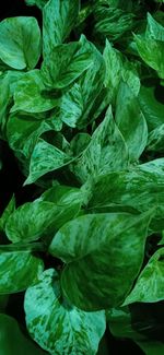 Full frame shot of green leaves