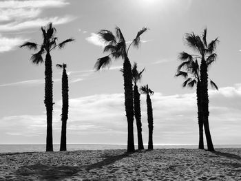 Palm trees on beach against sky