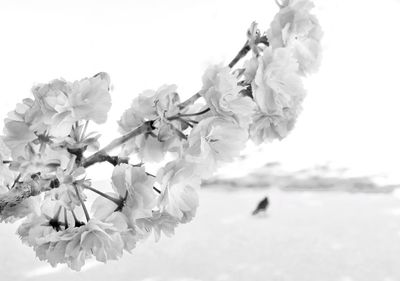 Close up of flowers