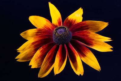 Close-up of yellow flower against black background