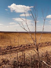 Plants growing on field against sky