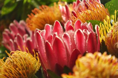 Close-up of pink flowering plant