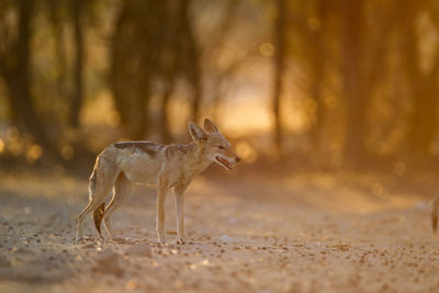 View of deer standing on land