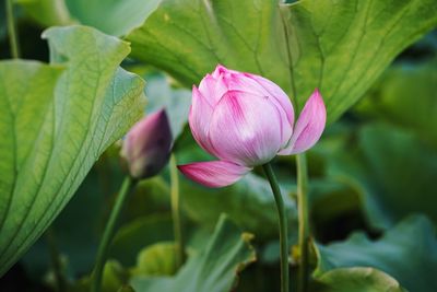 Close-up of pink water lily