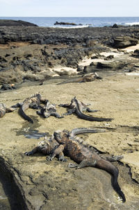 View of iguanas on rocky shore