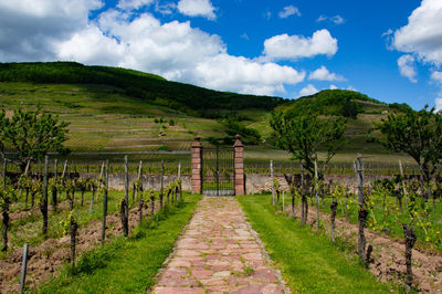 Scenic view of vineyard against sky