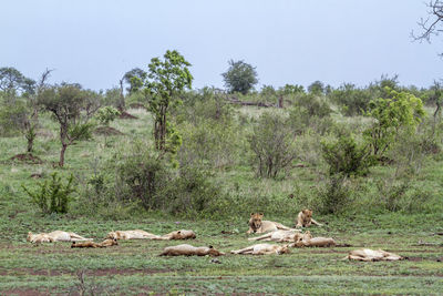 Lionesses relaxing on land