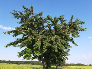 Low angle view of tree against sky