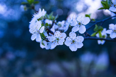 Close-up of white cherry blossom tree