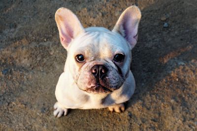 High angle view of portrait of dog