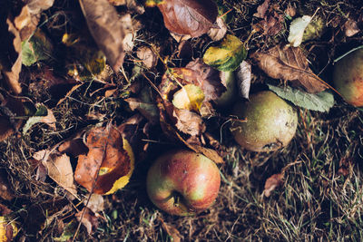 High angle view of apples on field