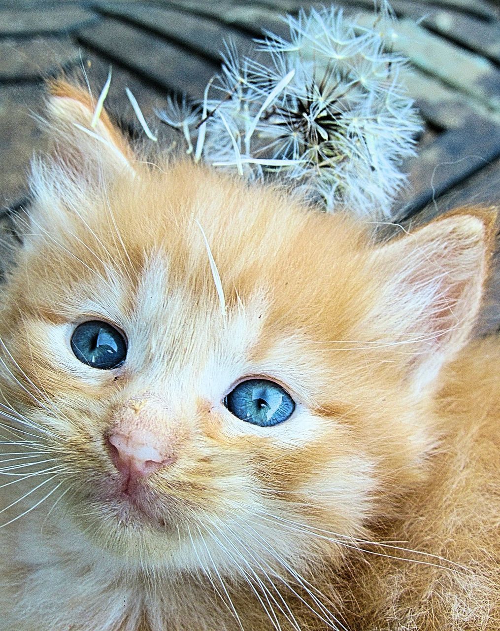 CLOSE-UP PORTRAIT OF A CAT WITH EYES