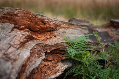 Close-up of tree trunk