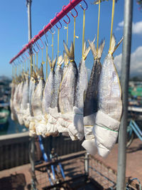 Dry fishes in a row 