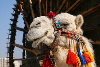 Close-up of camel