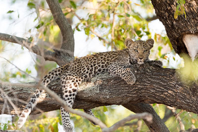 Cat relaxing on tree trunk