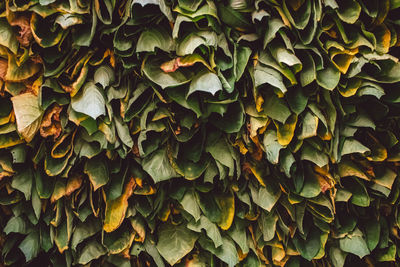 Full frame shot of dried leaves