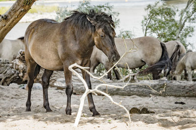 Horses in zoo