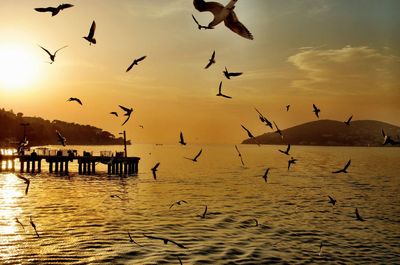 Seagulls flying over sea against sky during sunset