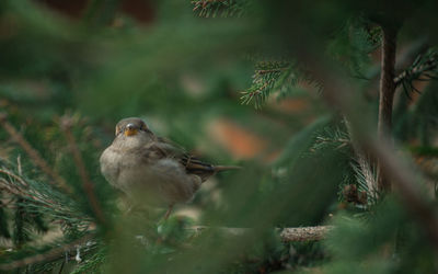 Close-up of bird perching on plant