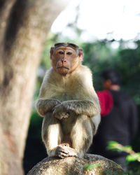 Monkey sitting on tree