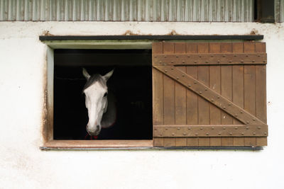 Horse in stable