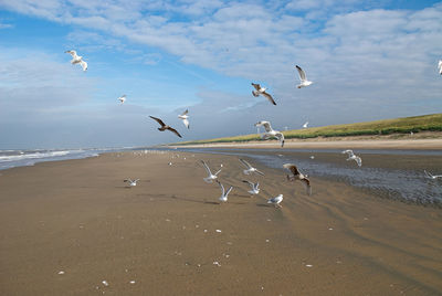 Seagulls flying over beach