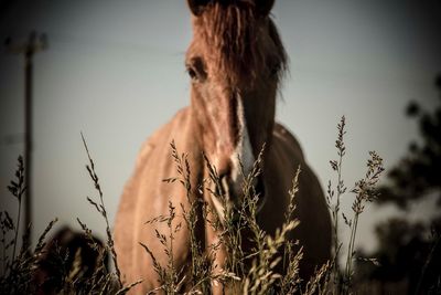 Close-up of a horse in the field