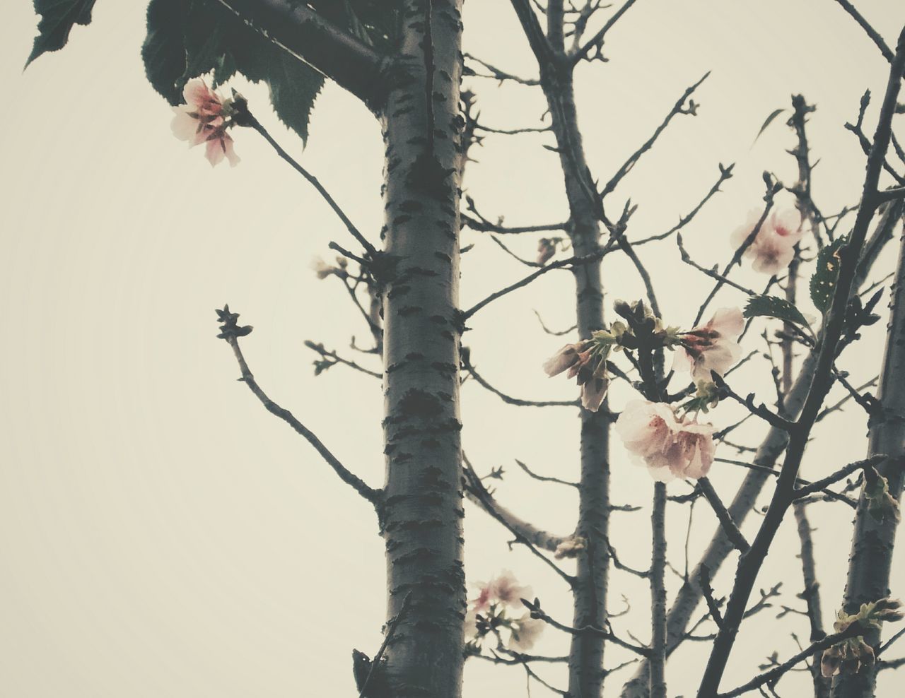 Low angle view of flowering trees against sky